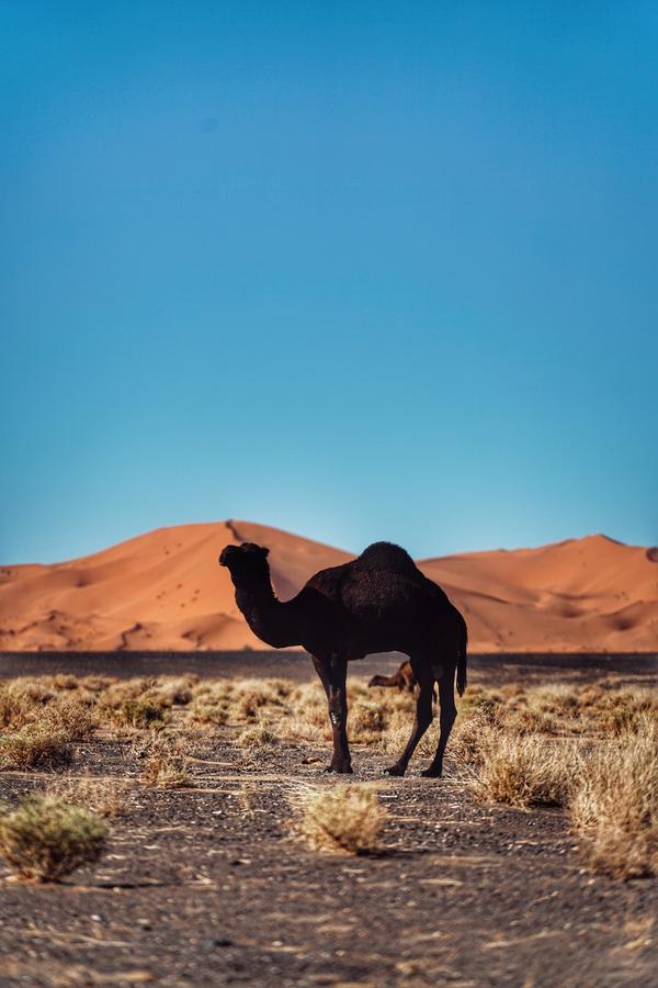 מלון Luxurious Merzouga Desert Camps מראה חיצוני תמונה